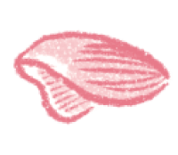 花びら 画像