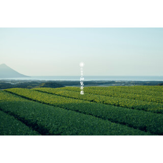 仁田尾の知覧茶園