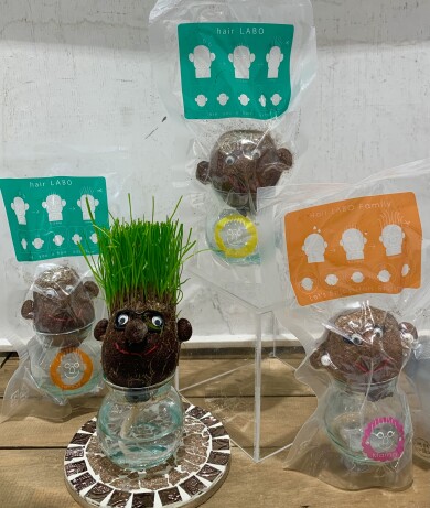 【NEW】気軽に楽しむユニーク植物🌿