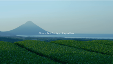 知覧茶園movie
