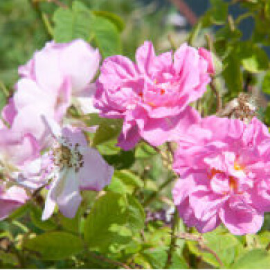 バスボム作り体験💖