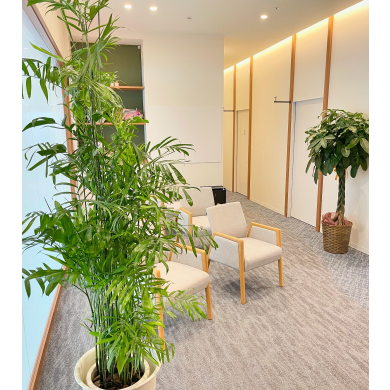 今月の観葉植物🪴